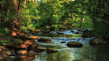 forest creek, forest, green, stones, stream HD wallpaper