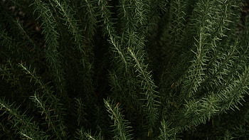 Rosemary's legacy, Earthly remembrance, Crafted memories, Commemorative herb HD wallpaper