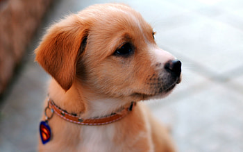 Animals, Muzzle, Sweetheart, Nice, Puppy, Collar, Look Around, Look Back HD wallpaper