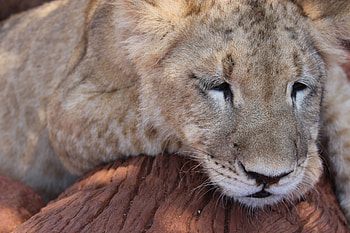 Animals, Muzzle, Lion, Predator, Big Cat, Sleep, Dream, Lion Cub HD wallpaper