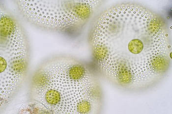 Science, Alternative protein, GFI, Sustainable food HD wallpaper