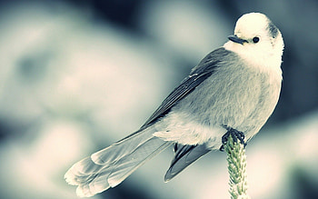 Avian artistry, Feathered perfection, Birds in flight, Sky's canvas HD wallpaper
