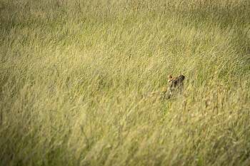 Animals, Grass, Lion, Predator, Wildlife, Thicket, Thickets HD wallpaper