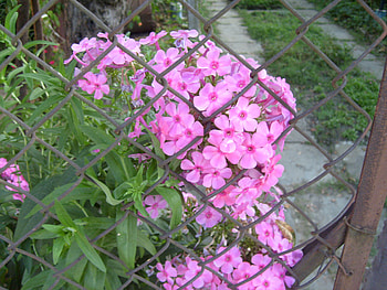 Pink, graphy, pretty, flower, fence, bulgaria, nature HD wallpaper