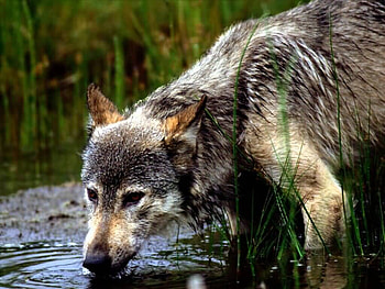 Thirsty Grey Wolf, dog, majestic, grey, cunning, grey wolf, beautiful, wolf, , canine HD wallpaper