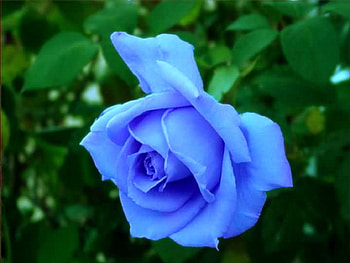 Pretty Blue Rose 2, blue, rose, graphy, blue rose, nature HD wallpaper