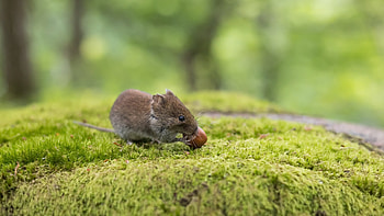 Mice, animal, rat, grass HD wallpaper