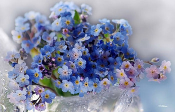 memory, blue, forgetmenot, flower HD wallpaper