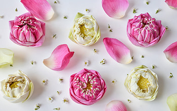 :), card, pink, white, flower, petals HD wallpaper