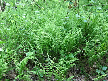 Ferns, plants HD wallpaper