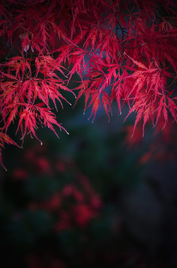 Nature, Autumn, Leaves, Branches HD phone wallpaper