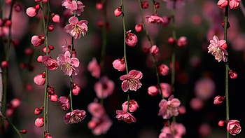 Nice Laptop Background Group, Cute and Cool HD wallpaper