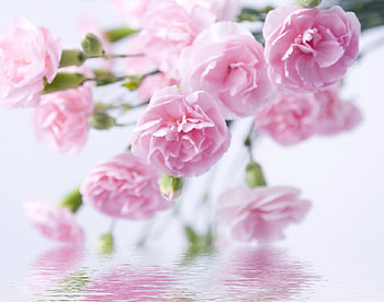 Pink roses, rose, pink, flowers, petals HD wallpaper