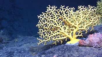 Deep sea coral , Mesmerizing coral reef, Underwater paradise, background HD wallpaper