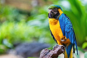 Blue and yellow Macaw, yellow, Blue, and, Macaw, bird, parrot HD wallpaper