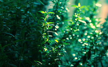 Grass, Leaves, Plant, Macro HD wallpaper