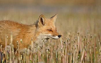 Animals, Grass, Fox, Stroll, Hunt, Hunting HD wallpaper