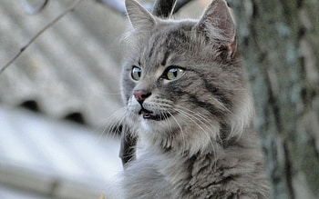 Animals, Cat, Fluffy, Muzzle, Sight, Opinion HD wallpaper