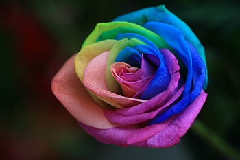 Flowers, Multicolored, Motley, Rose Flower, Rose, Bud, Garden, Painted, Sadovaya, Dyed HD wallpaper