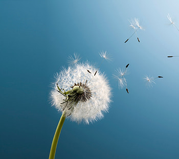 Plants, Dandelions HD wallpaper