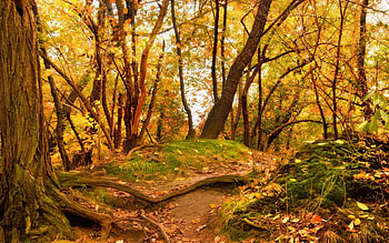 Landscape, Nature, Trees HD wallpaper
