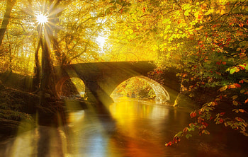 Sun Shining on Autumn Forest, sun, autumn, forest, nature HD wallpaper