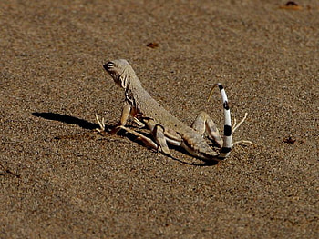 OH HOT HOT SAND, desert, hot, sand, lizard HD wallpaper