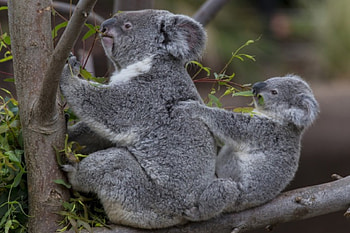*** Koala family ***, animal, anim als, coala, family HD wallpaper