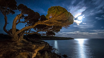 magnificent tree on seacoast under moonlight, night, sea, moon, light, coast, stars, tree HD wallpaper