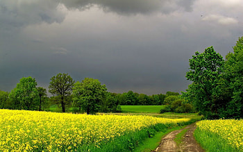 Nature, Flowers, Summer, Road, Mainly Cloudy, Overcast HD wallpaper