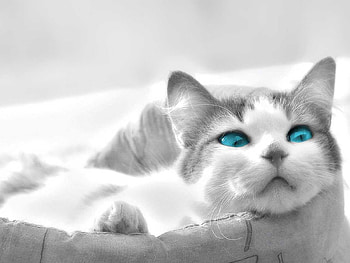 Animals, Cats HD wallpaper