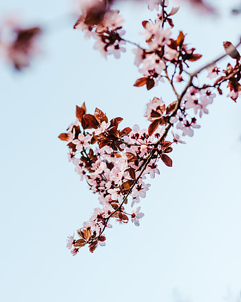 Flowers, Sakura, Plant, Bloom, Flowering, Branch HD phone wallpaper