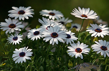 Flowers, Blur, Smooth, Greens, Dimorphoteka, Dimorphotetics HD wallpaper