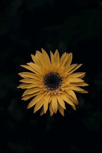 Flowers, Flower, Gerbera HD phone wallpaper