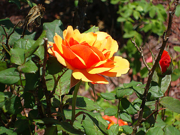 Sunshine Rose Duo, rose, sunshine, flowers, florida HD wallpaper