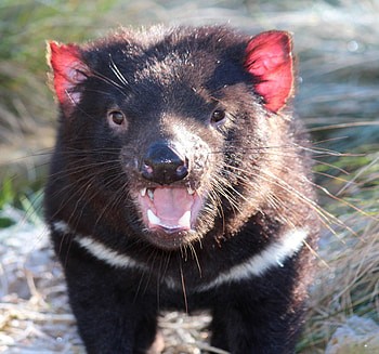 Endangered Tasmanian Devil, Tasmanian Devil conservation, Wildthing pin, Australian wildlife protection HD wallpaper