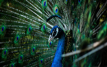 Peacock's vibrant plumage, Majestic bird, Beautiful feathers, Stunning colors HD wallpaper
