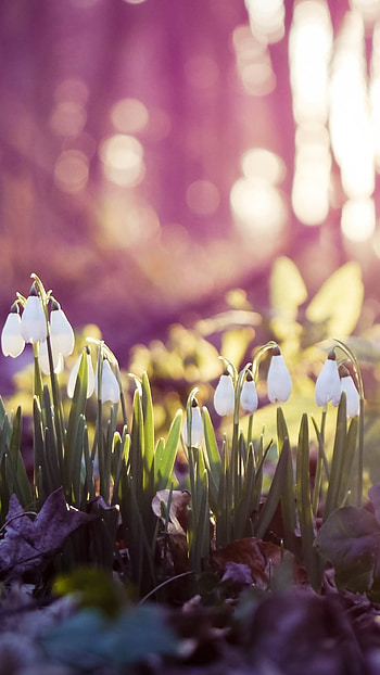 Spring Flowers, Early Spring, Forest Background HD phone wallpaper