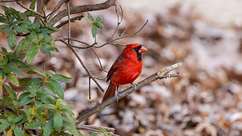 Red Cardinal Bird Is Standing On Tree Branch In Blur Bokeh Background Birds HD wallpaper