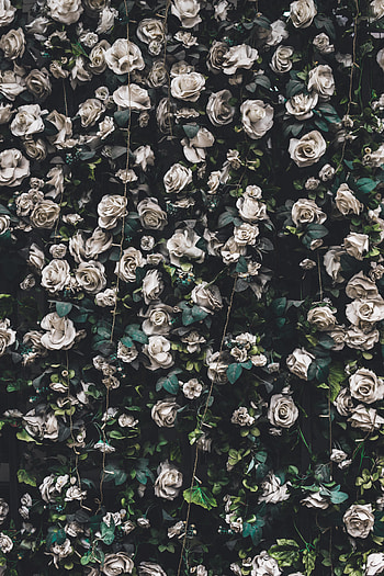 Flowers, Roses, Bloom, Flowering, Garland, Garlands HD phone wallpaper
