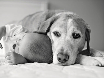 Best friends, dog, baby, cute, aniams, pet HD wallpaper