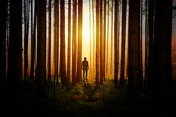 A mysterious silhouette of a man walking in a sunlit forest, creating a dramatic and serene atmosphere. HD wallpaper