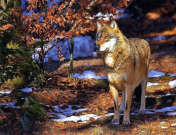 Wild in the woods, white, black, woods, grass, wolf, alert, rock, brown, orange red yellow leaves, trees, autumn HD wallpaper