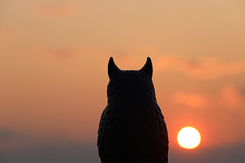 Plastic Protector, graphy, sunset HD wallpaper