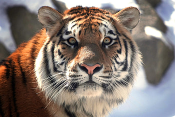 Animals, Muzzle, Sight, Opinion, Tiger, Moustache, Mustache HD wallpaper
