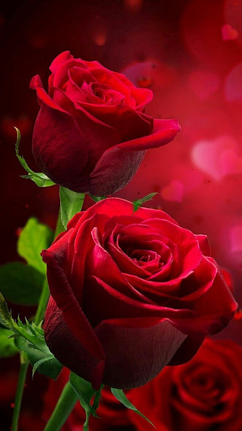 Beautiful Red Rose Flower, Beautiful Red Rose HD phone wallpaper
