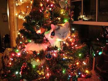 Santa Kitty, cats, graphy, animals, christmas HD wallpaper