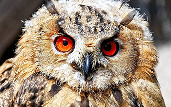 Animals, Owl, Bird, Eyes, Predator HD wallpaper