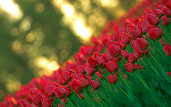 Flowers, Tulips, Shooting, Survey, Angle, Corner, Sharpness HD wallpaper