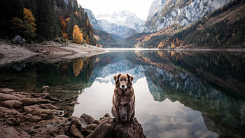 Brown White Dog Is Sitting On Stone Rock In River Mountains Background Dog HD wallpaper